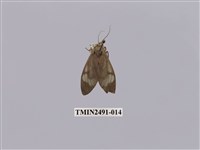 藏品(閃光玻燈蛾)的圖片